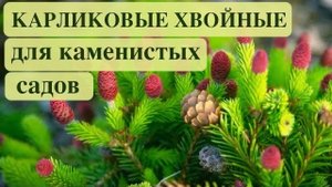КАРЛИКОВЫЕ ХВОЙНЫЕ ДЛЯ АЛЬПИНАРИЯ и РОКАРИЯ. Дачный креатив.