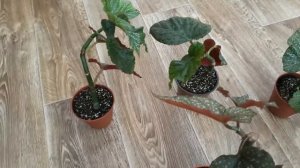 Омоложение бегонии и размножение черенками ч.1