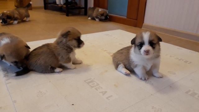 Корги щенки (нам 3 недели) смотреть онлайн