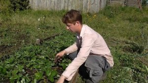 Пропалываю клубнику и рассказываю о ней