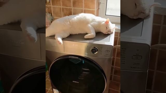 #ДомашниеПитомцы