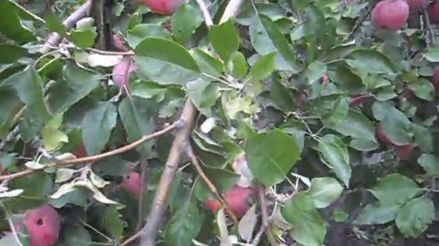 Сорт яблок Ред делишес смотреть онлайн