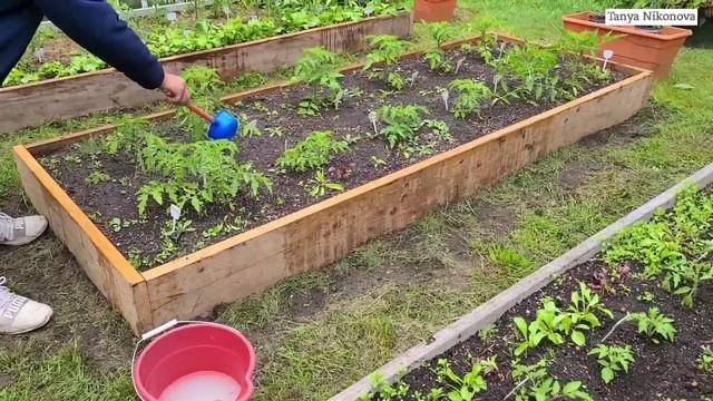 Дрожжевая подкормка и стимулятор роста два в одном. Не опоздайте сделать это на томатах, огурцах... смотреть онлайн