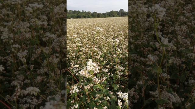 Мценск Орловская область смотреть онлайн