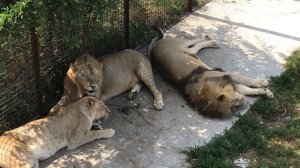 Молодые лев и львица проявляют нежные чувства) Тайган Young lion and lioness show tender feelings)
