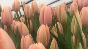 Выгонка тюльпанов. Сорт Thijs boots