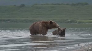 МЕДВЕЖЬЯ ОСАДА