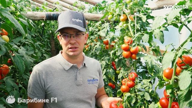 ? Ультра-ранний высокорослый гибрид БАРИБИНЕ F1, томат с широкими возможностями. смотреть онлайн