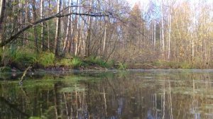 Болото в лесу Подмосковья и грустный звук (гул) летящего самолета в небе