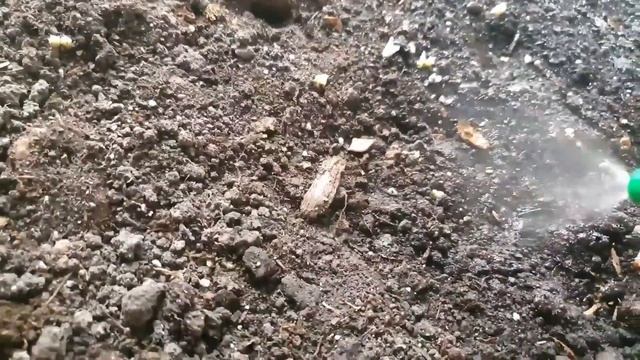 КАК ХРАНИТЬ КЛУБНИ БЕГОНИИ ЗИМОЙ. смотреть онлайн