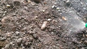 КАК ХРАНИТЬ КЛУБНИ БЕГОНИИ ЗИМОЙ.