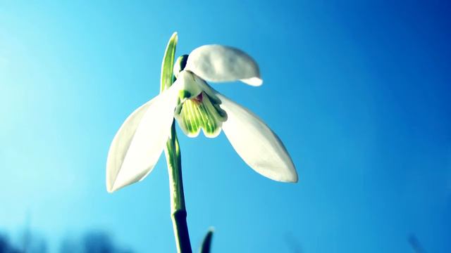 Webpartners.Club Поздравляет с 8 марта! Любви и веселья Вам!) смотреть онлайн