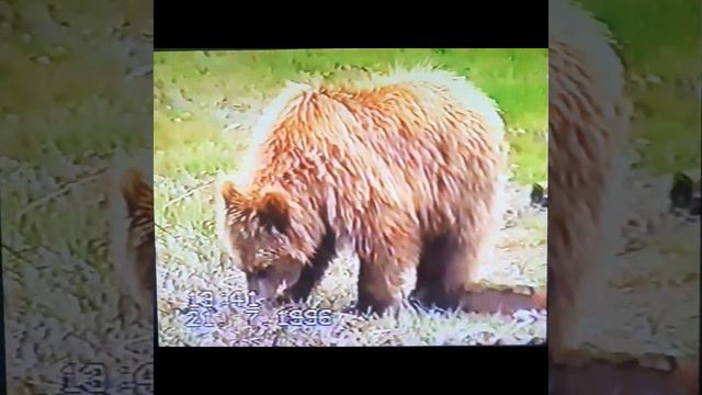 Молодой медведь, Чукотка, 1996 год смотреть онлайн