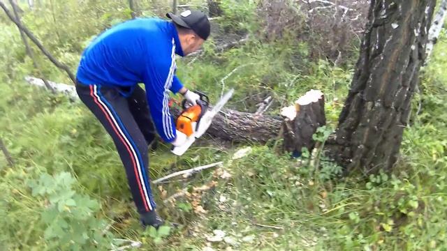 Валим березы заготовка на зиму в деревню Боровое Береговое смотреть онлайн