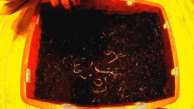 Червь старатель .Разведение червей старатель Условия разведения червей. Навозный черви для биогумус смотреть онлайн