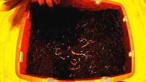 Червь старатель .Разведение червей старатель Условия разведения червей. Навозный черви для биогумус