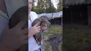 Подсадные утки (мещерские)