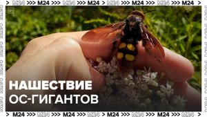 Нашествие ос-гигантов отметили жители Подмосковья - Москва 24