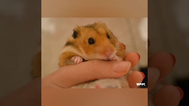 Фото милых хомяков под музыку
