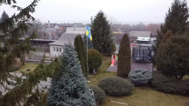 #стрижкаголубойели #стрижкаели #обрезкаели #tree #topiary Стрижка голубой ели.