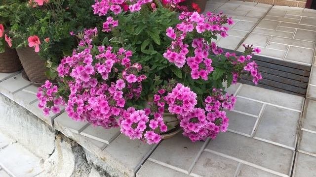 ?Мой Цветник в сентябре?