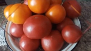 А ВЫ НЕ ЗНАЛИ КАК ДОЗАРИВАТЬ ПОМИДОРЫ А ВОТ КАК