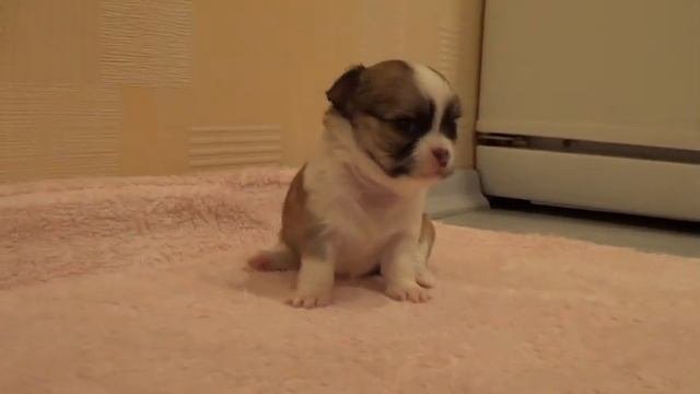 Щенок чихуахуа длинношерстный (1мес)