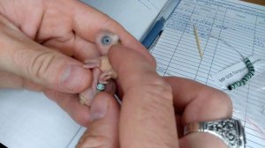 Кольцевание птенца волнистого попугайчика