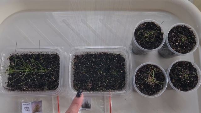 Обзор развития декоративной травы и злака (Ситник, Ковыль). Выращивание из семян на рассаду. смотреть онлайн