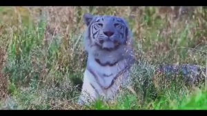 Бог в начале создал небо//Пётр Евстафьев.