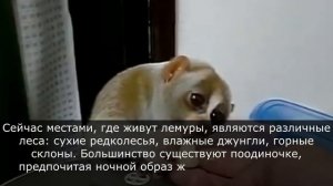 Такого о Лемурах вы точно не знали. Интересные факты о Лемурах, где обитают и как выглядят животные