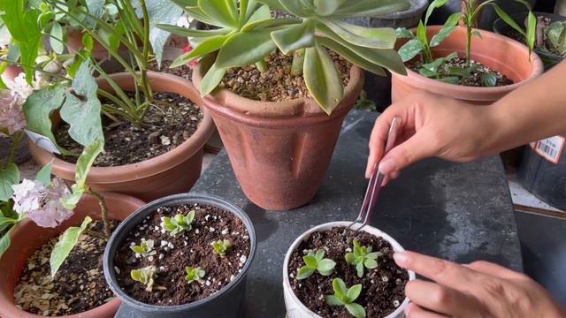 *Reproducción de graptoveria #suculentas смотреть онлайн