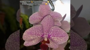 #shorts Крупноцветковая Гётеборг распустила все бутоны?ОРХИДЕЯ в домашних условиях?ФАЛЕНОПСИС?Цветы