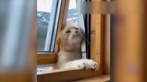 Приколы с котами смешные коты созвучкой