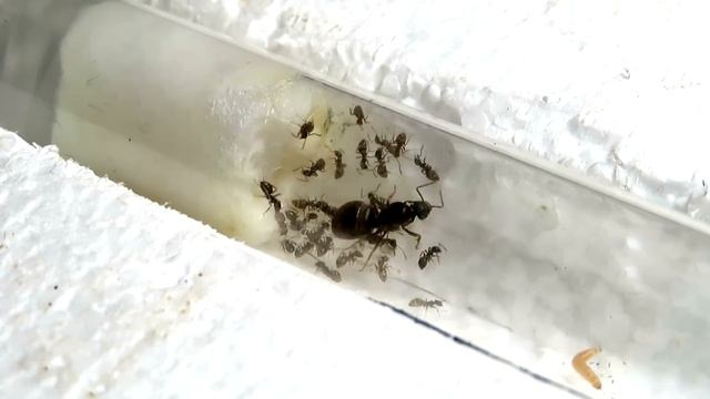 ЧТО СЛУЧИЛОСЬ С МУРАВЬЯМИ? / Матка с Улицы lasius niger / Жнецы спустя Год смотреть онлайн