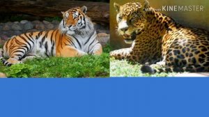 Тигр против ягуара. Tiger against jaguar. Животные. Батл животных.