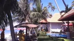 Как лазают по пальмам Вьетнамцы