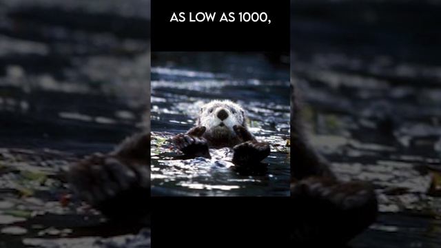 How The Sea Otter Nearly Went Extinct