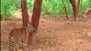 Обезьянка играется с тигрятами :)