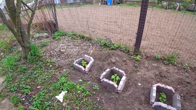 163. Дачный блог 28.04.2023г.  Все зацветает, а впереди холода.