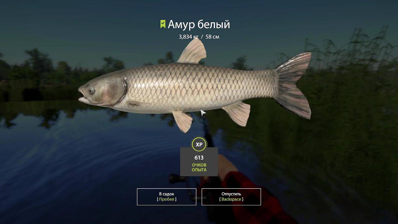 Амурчик на картошку  | Русская Рыбалка 4