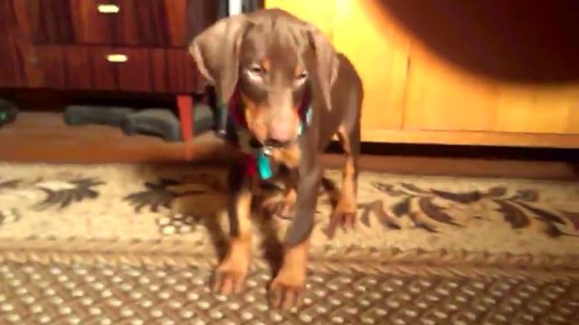 Щенок Добермана. Девочка. Амазонка. смотреть онлайн