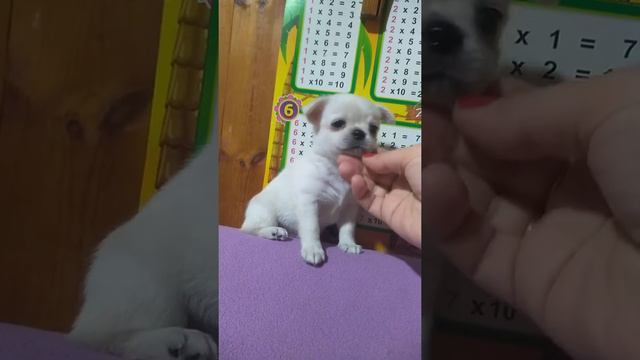 Щенок чихуахуа продается,Гламурный Альтаир,купить чихуахуа