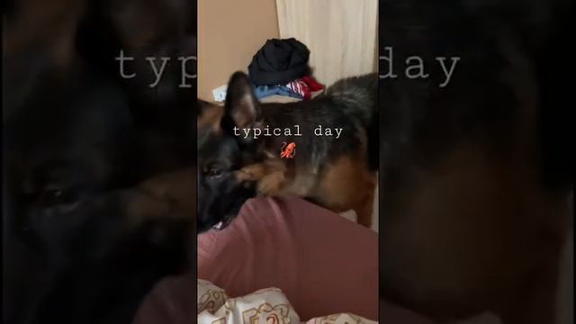 Typical day ????♀️  #dogs #pets #funnyday #happy #playgame #gsd #овчарка #собаки