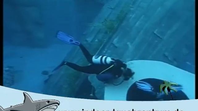 Indoor Tauchzentrum im monte mare Rheinbach (in NRW bei Köln / Bonn) смотреть онлайн