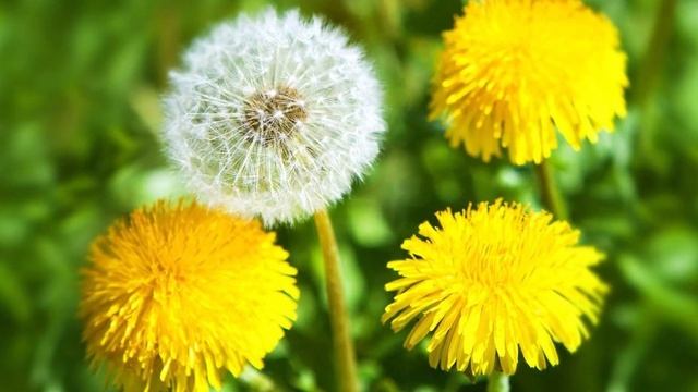 Online - викторина о растительном и животном мире Краснодарского края РДК "Аэлита" смотреть онлайн