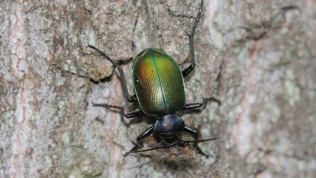 Божья коровка и другие жуки. Продолжаем чтение книги. смотреть онлайн