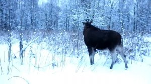 Утро в Лосином острове