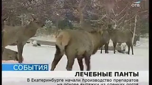 Лекарство на основе вытяжки из оленьих рогов смотреть онлайн