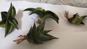 Распаковка растений из Индонезии 29.05.2024. Сансевиерии, агава